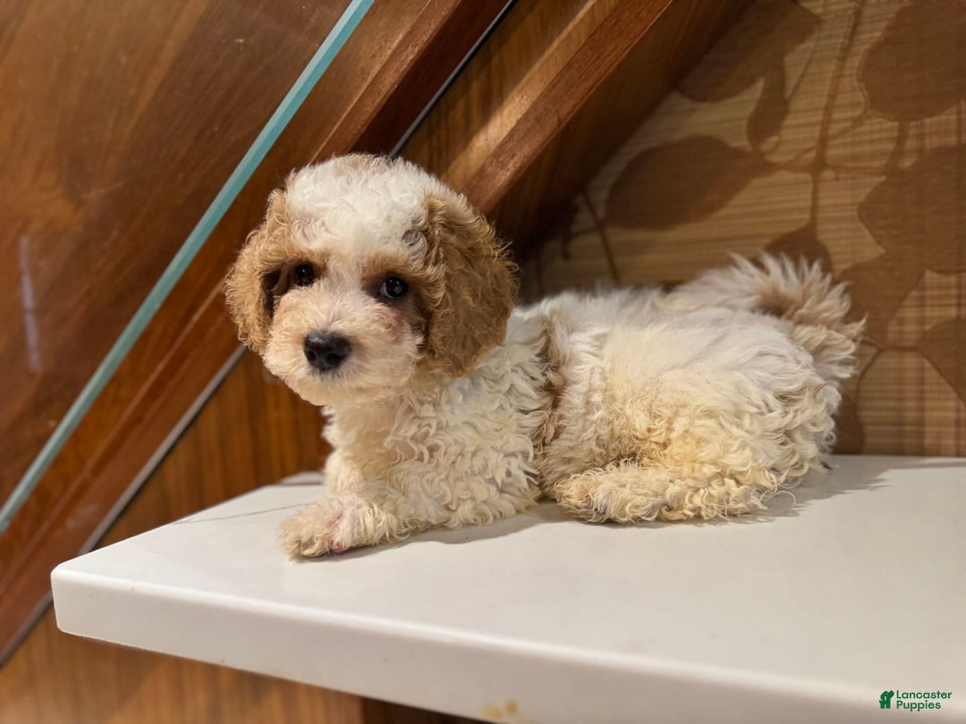Cavapoo dogs for sale: Rocky - Image 1