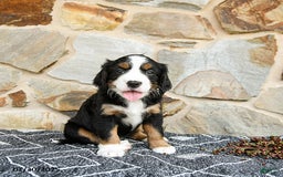 Miniature Bernese Mountain Dog dogs for sale: Aspen - Image 4