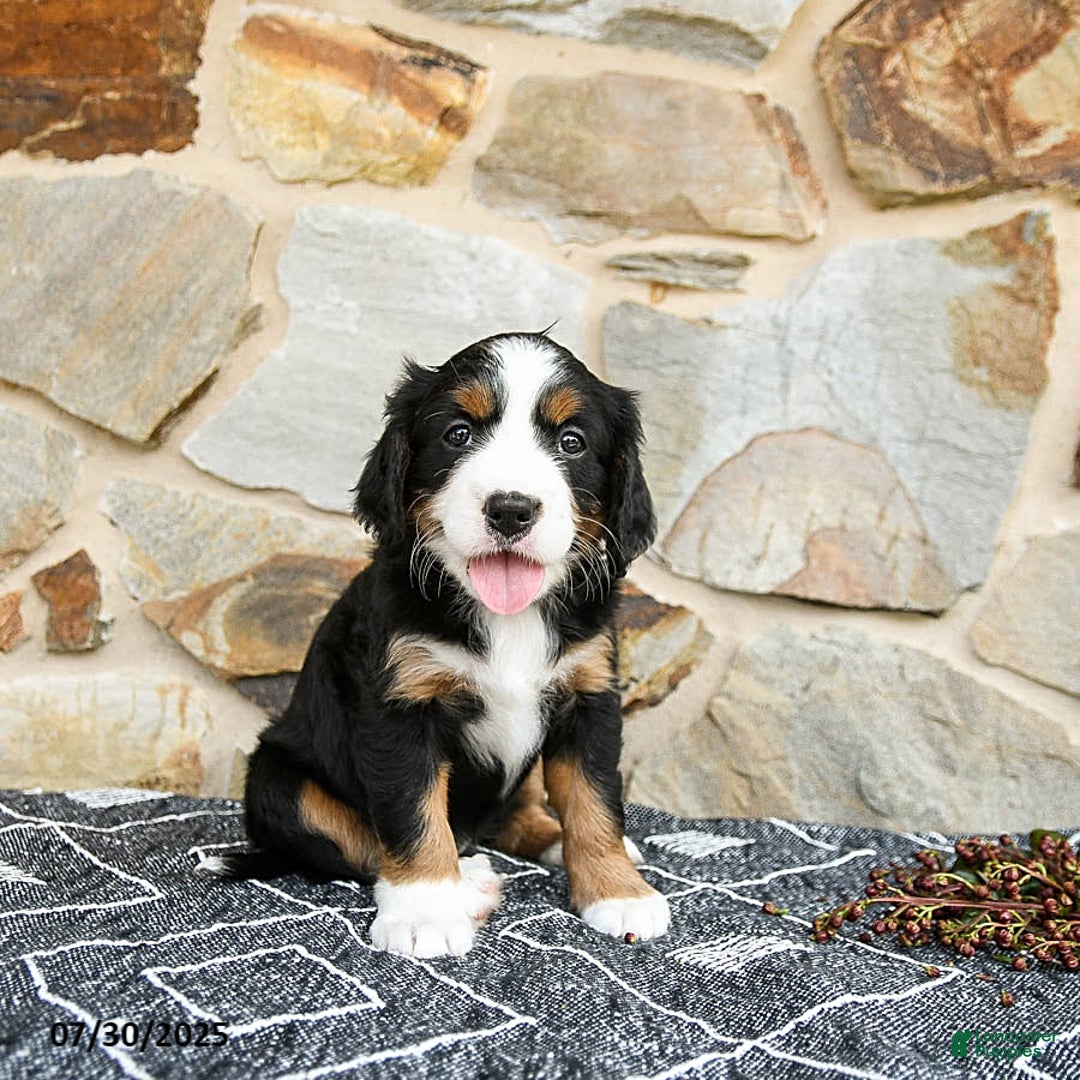 Miniature Bernese Mountain Dog dogs for sale: Aspen - Image 4