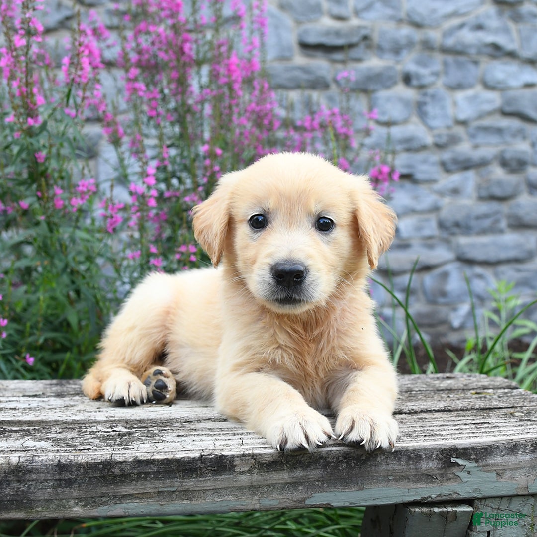 Golden Retriever dogs for sale: Lucy - Image 2