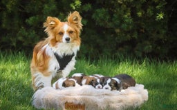 Papillon dogs for sale: Rome - Image 41