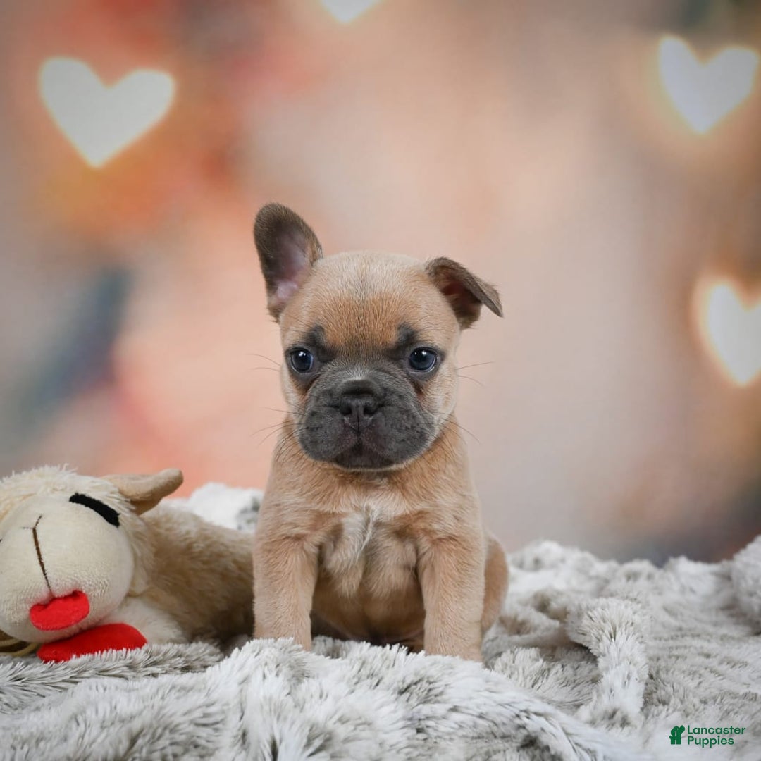 French Bulldog dogs for sale: Chase - Image 9