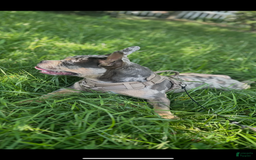 French Bulldog dogs for sale: Socks - Image 1