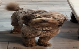 Shihpoo dogs for sale: Callie - Image 3