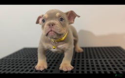 American Bully dogs for sale: Huncho - Image 1