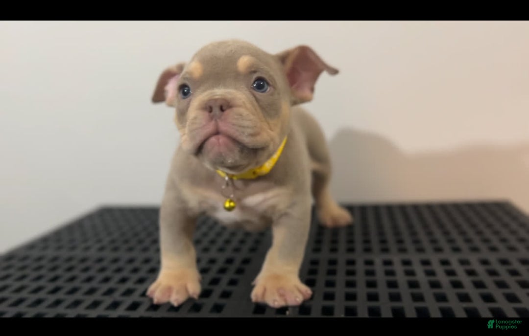 American Bully dogs for sale: Huncho - Image 1