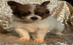 Papillon dogs for sale: Flash - Image 7