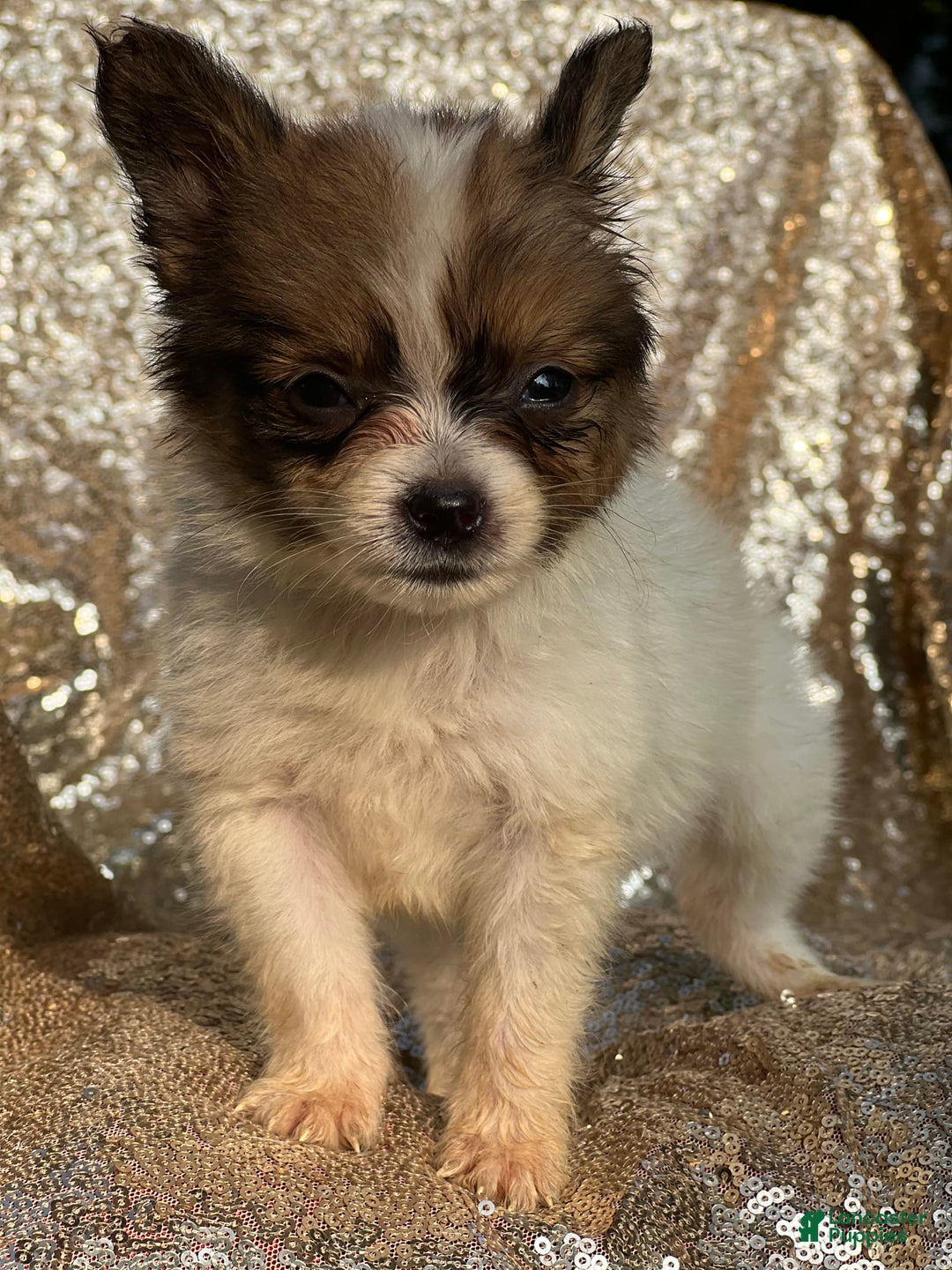 Papillon dogs for sale: Flash - Image 7