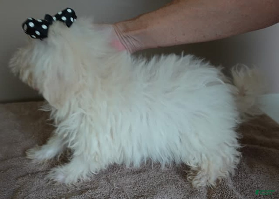 Maltipoo dogs for sale: 3 lb oslo - Image 3