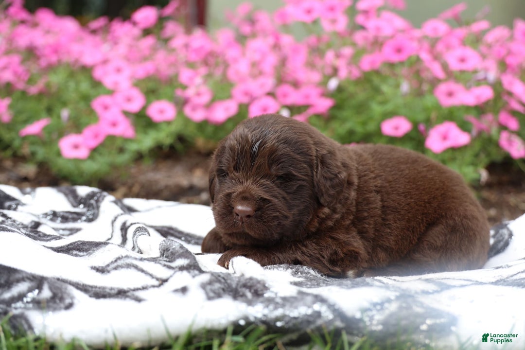 Newfoundland dogs for sale: Cocoa - Image 8