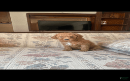 Toy Poodle dogs for sale: Girl - Image 5