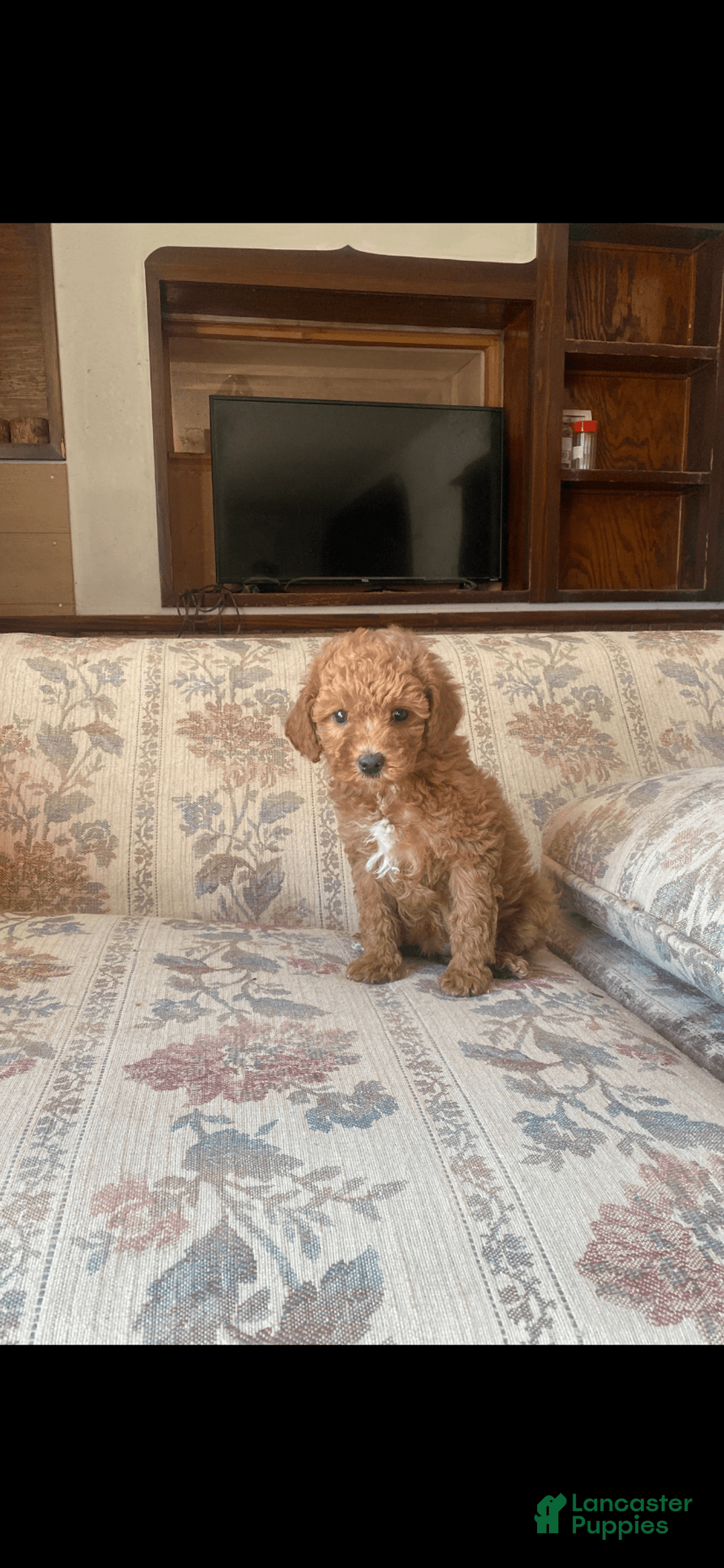 Toy Poodle dogs for sale: Girl - Image 5