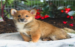 Shiba Inu dogs for sale: Hickory - Image 3