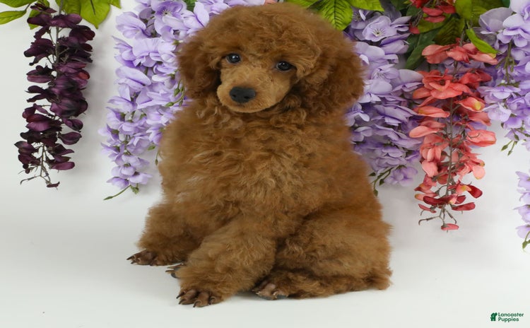 Miniature Poodle dogs for sale - Ad 5