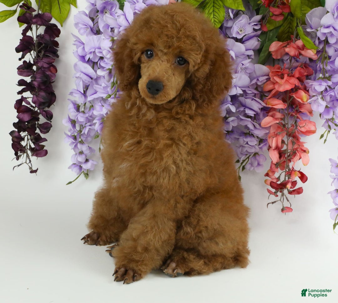 Miniature Poodle dogs for sale: Chase - Image 1