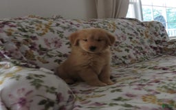 Golden Retriever dogs for sale: Starburst - Image 37
