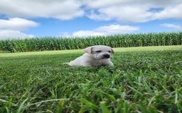 Labrador Retriever dogs for sale: Stella - Image 4