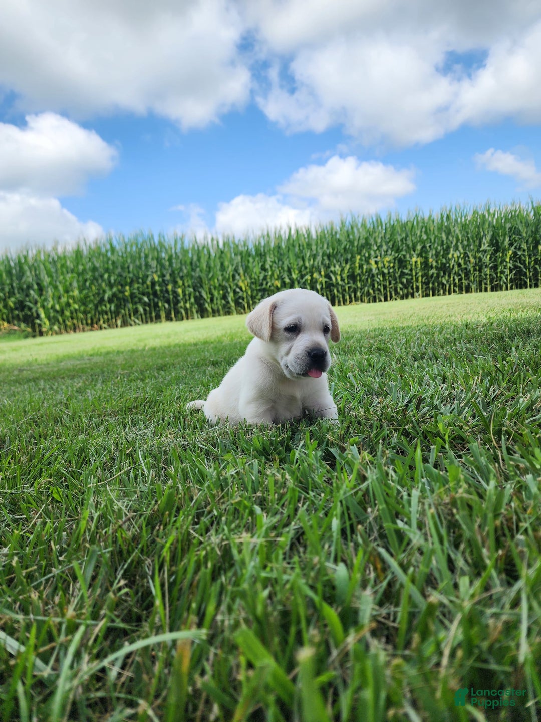 Labrador Retriever dogs for sale: Stella - Image 4