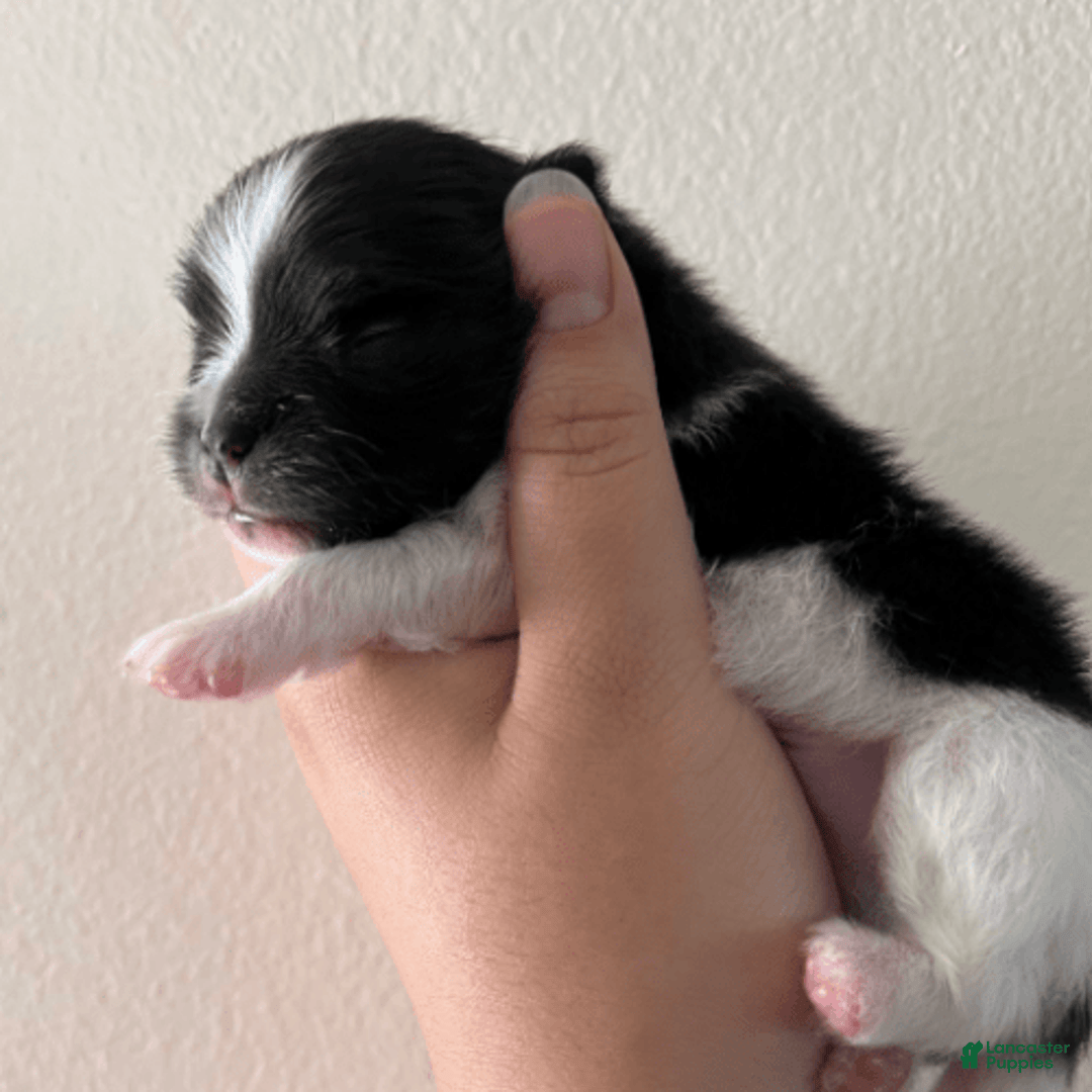 Pomeranian dogs for sale: Serenade - Image 5