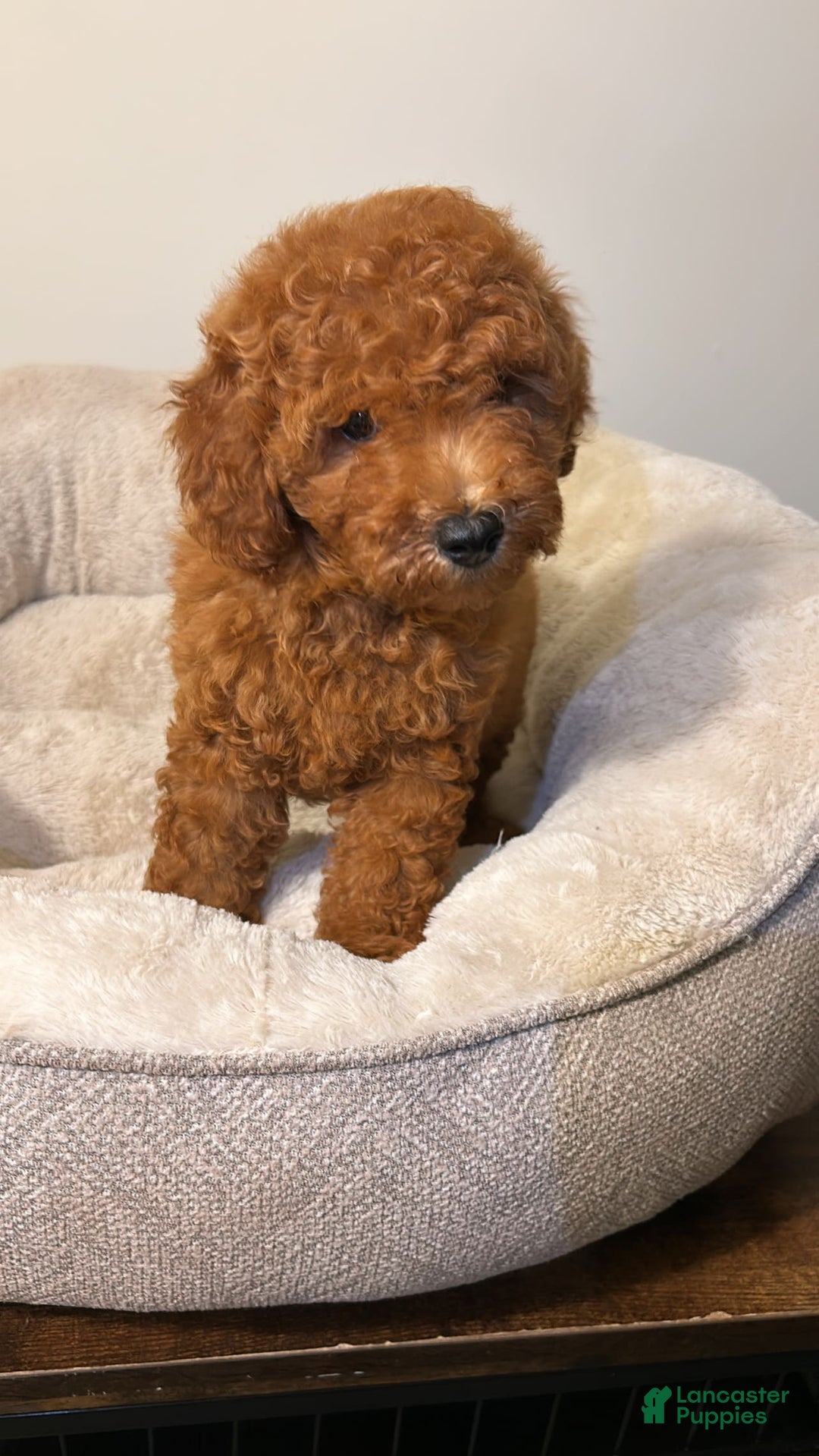 Toy Poodle dogs for sale: Toy Poodle 2 puppies - Image 1