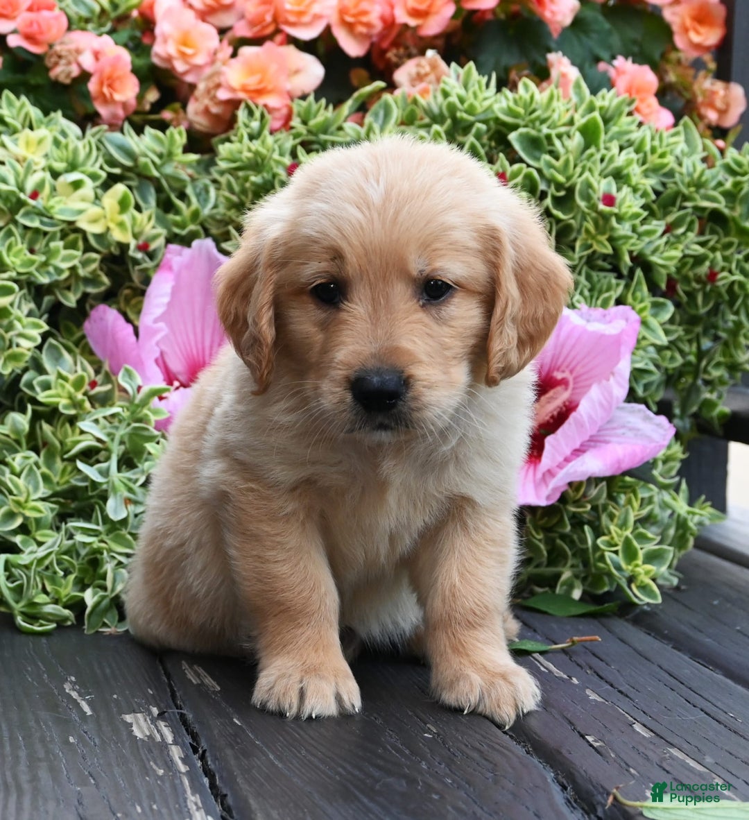 Golden Retriever dogs for sale: Warrior - Image 2