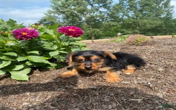 Yorkshire Terrier dogs for sale: Jag - Image 8