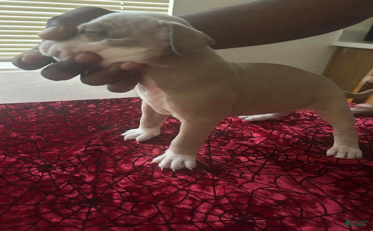 American Pit Bull Terrier dogs for sale - Ad 4