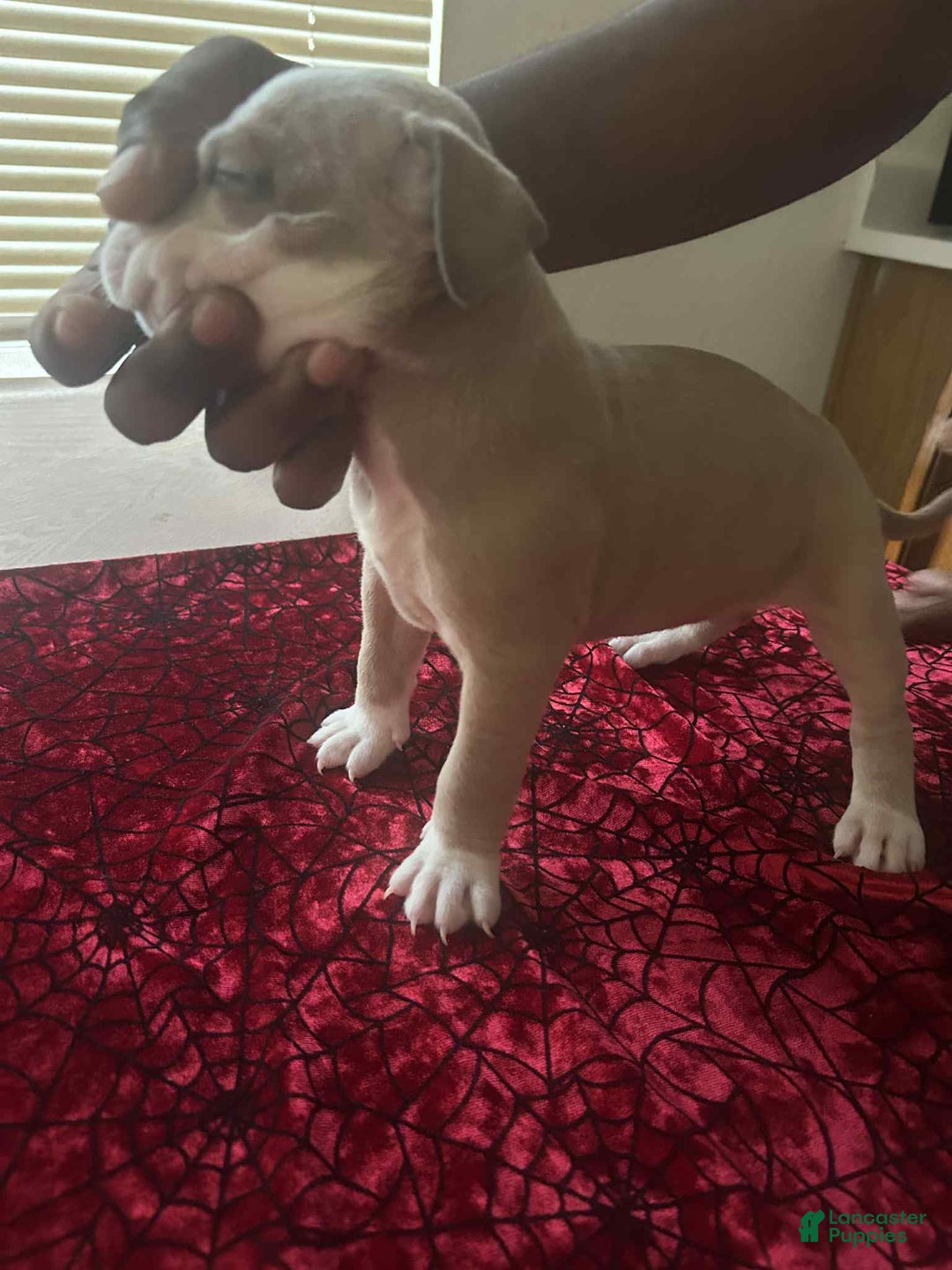 American Pit Bull Terrier dogs for sale: Princess - Image 1