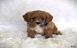 Cavapoo dogs for sale: Oscar - Image 4