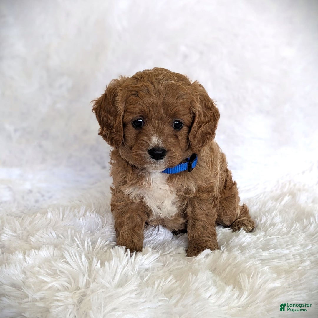 Cavapoo dogs for sale: Oscar - Image 4