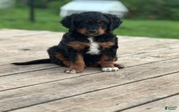 Aussiedoodle dogs for sale: Enola - Image 13