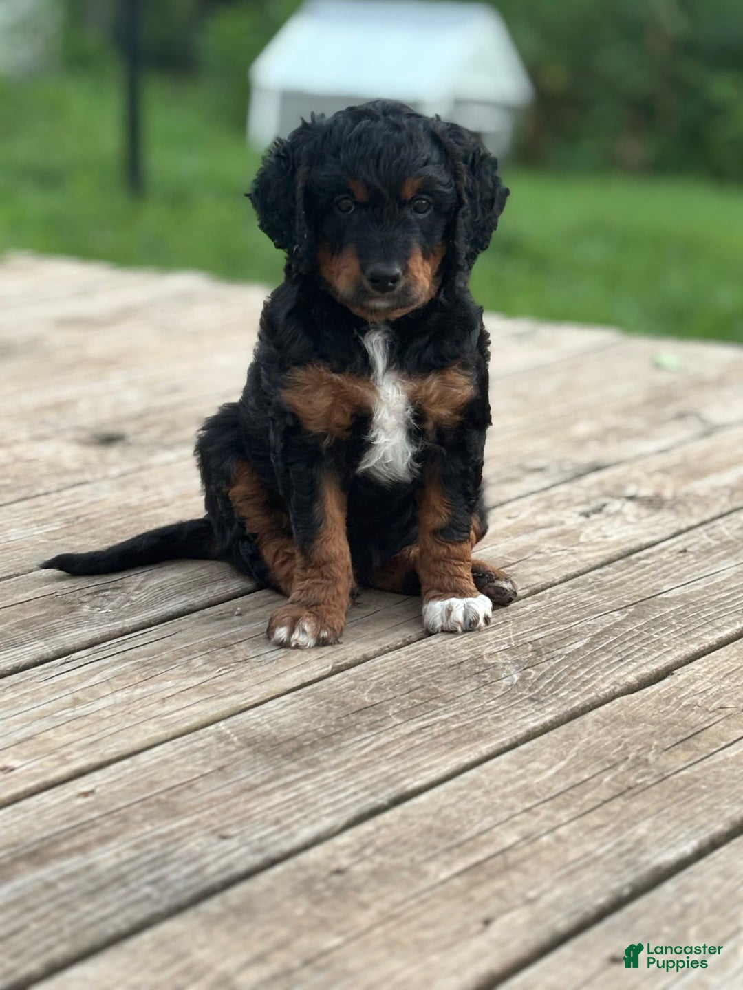Aussiedoodle dogs for sale: Enola - Image 13