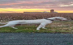 Dogo Argentino dogs for sale: Grey - Image 3
