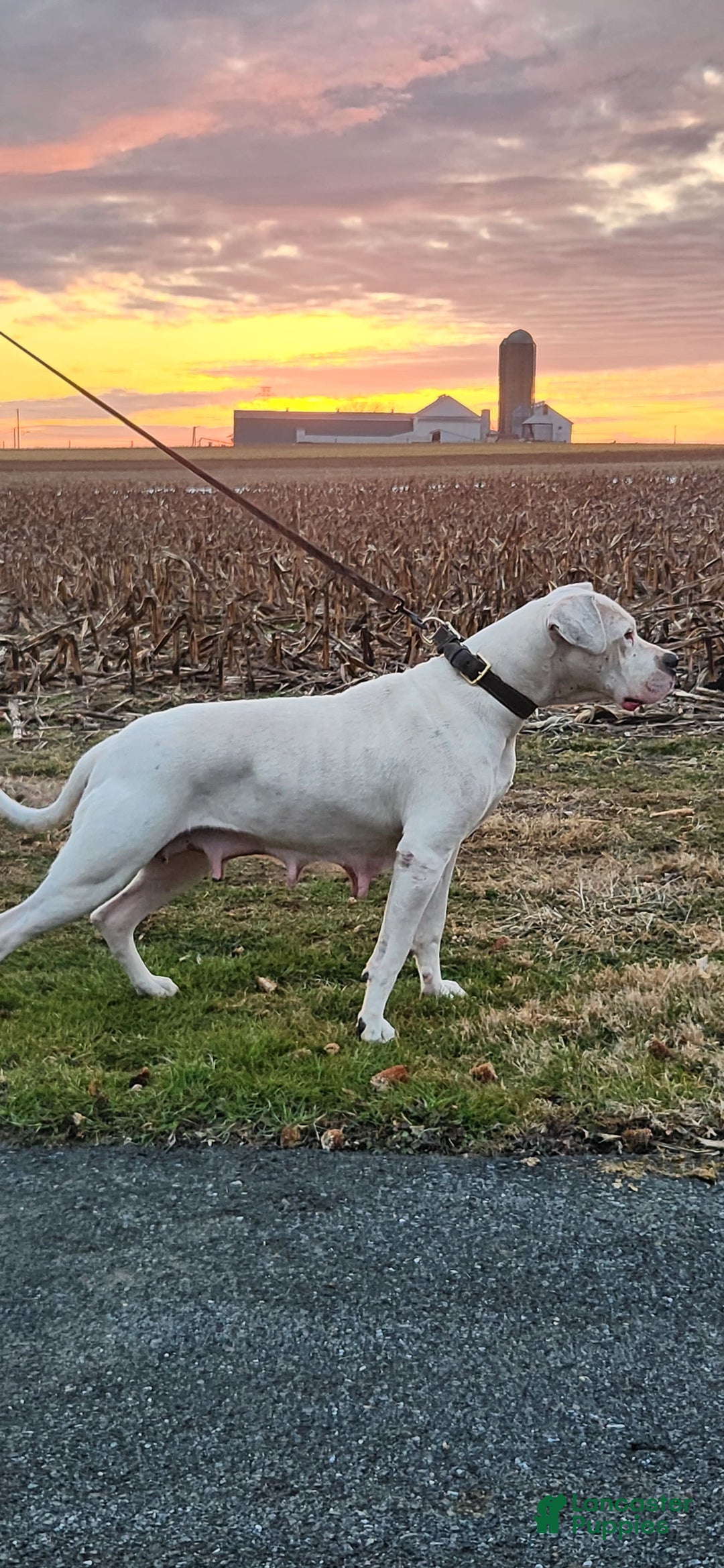 Dogo Argentino dogs for sale: Grey - Image 3