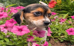Beagle dogs for sale: Amarena - Image 1