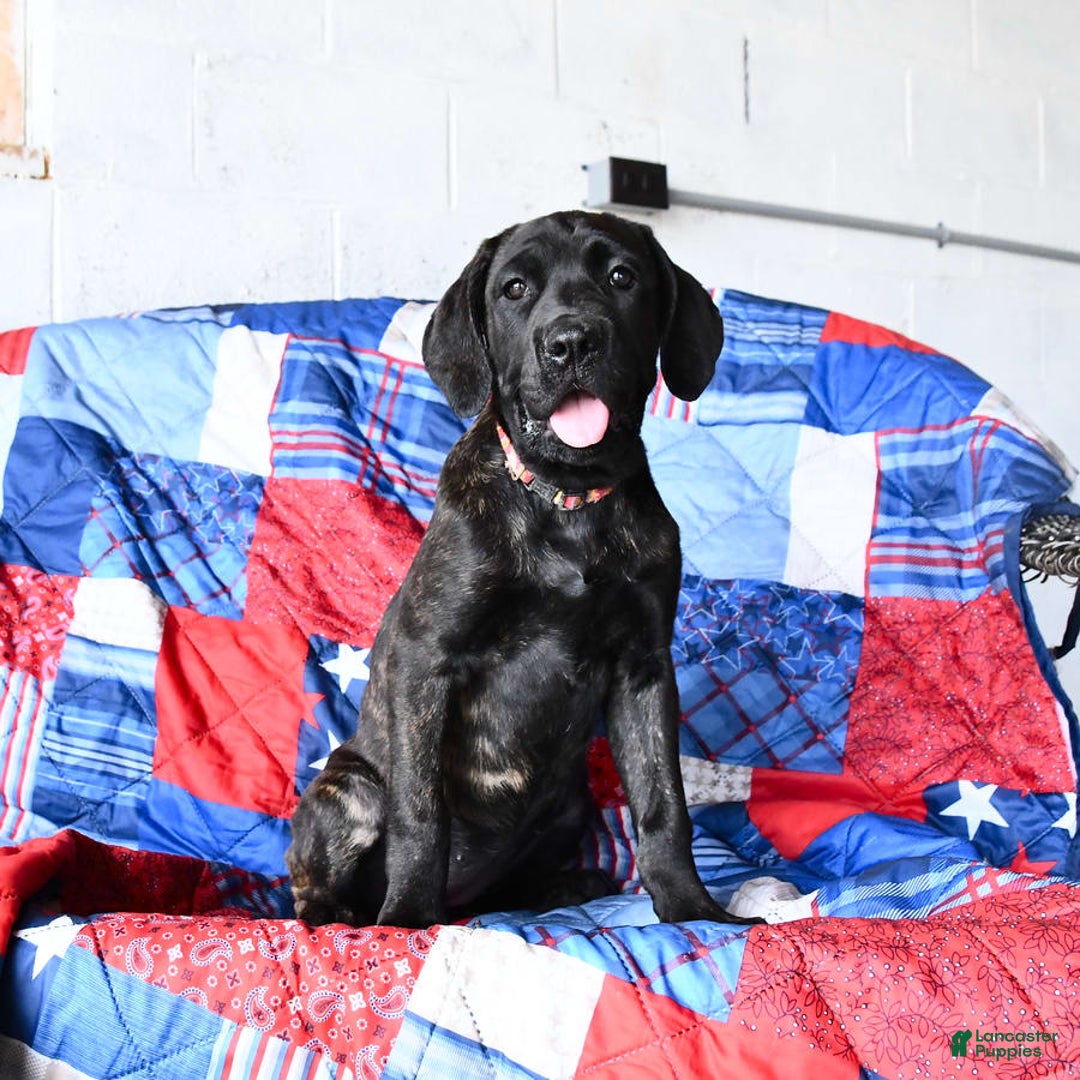 Cane Corso dogs for sale: Mia - Image 6
