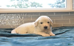 Golden Retriever dogs for sale: Jade - Listing for pets: Poppy, Biscuit, Violet, Mia, Sky, Belle, Ember, Jade - Image 1