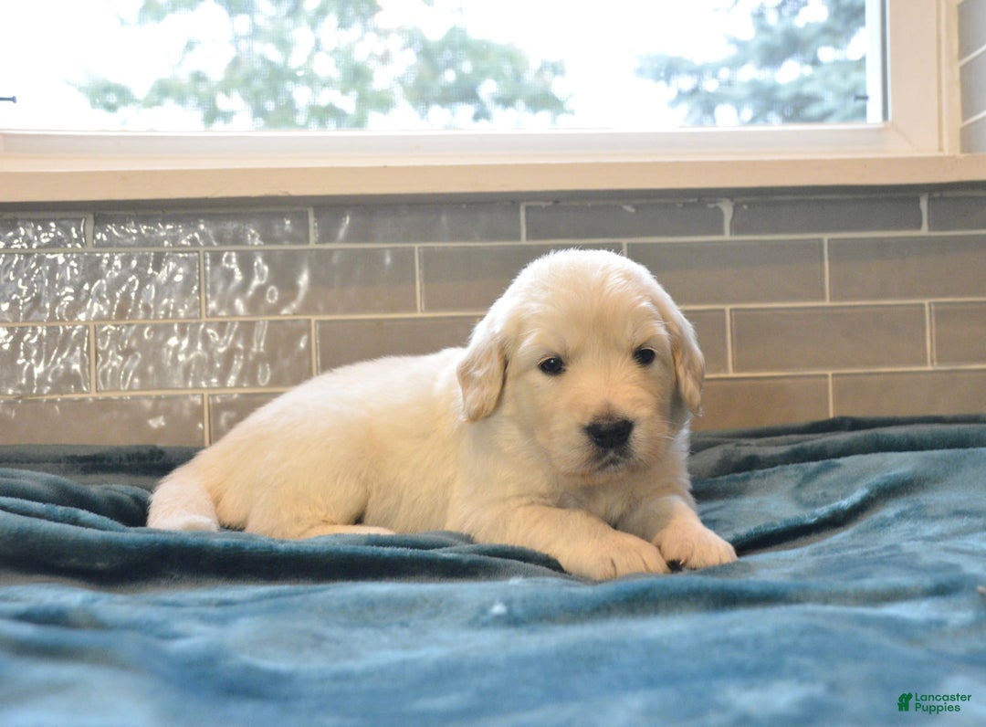 Golden Retriever dogs for sale: Jade - Listing for pets: Poppy, Biscuit, Violet, Mia, Sky, Belle, Ember, Jade - Image 1