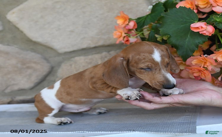 Miniature Dachshund dogs for sale - Ad 4