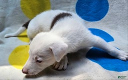 Border Collie dogs for sale: Charlie - Image 5