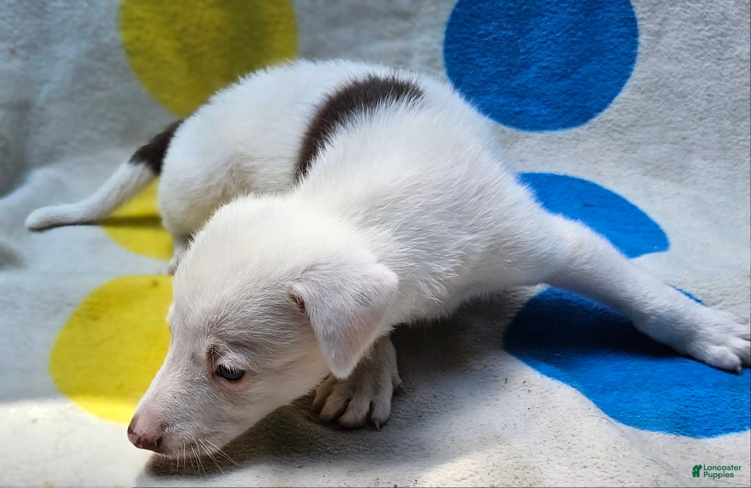 Border Collie dogs for sale: Charlie - Image 5