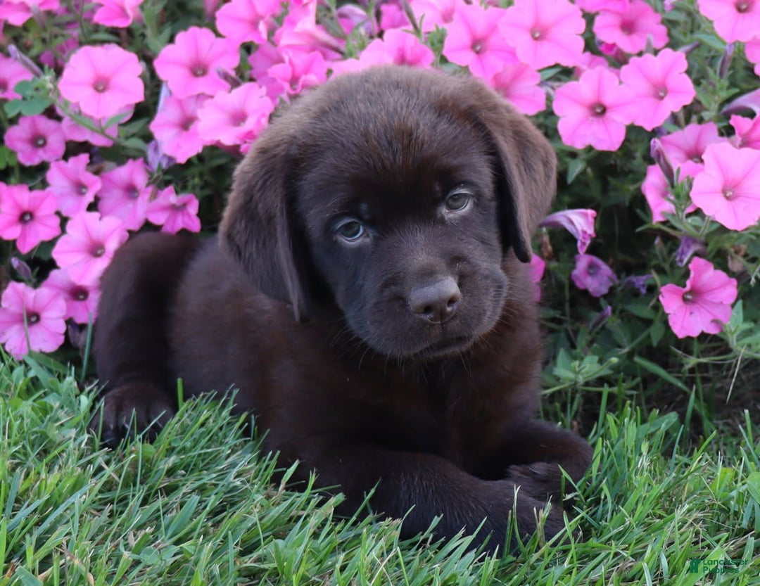 Labrador Retriever dogs for sale: Tulip - Image 3
