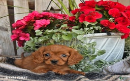 Cavapoo dogs for sale: Don - Image 2