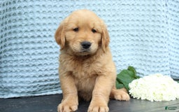 Golden Retriever dogs for sale: Uno - Image 2