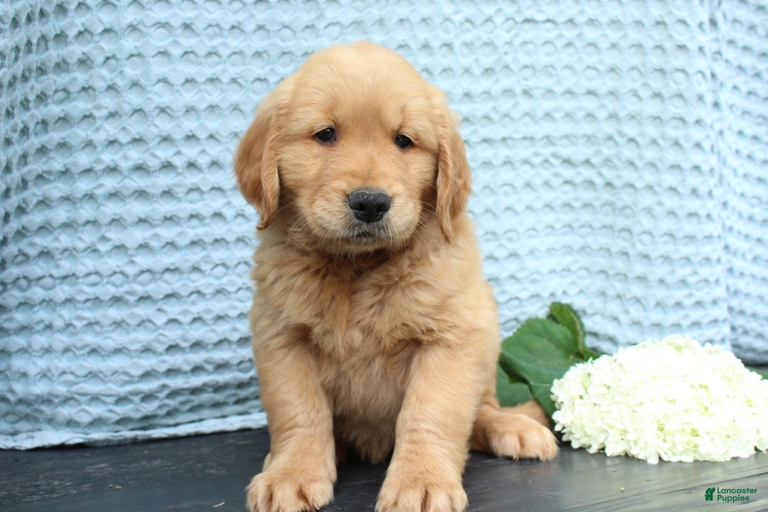 Golden Retriever dogs for sale: Uno - Image 2