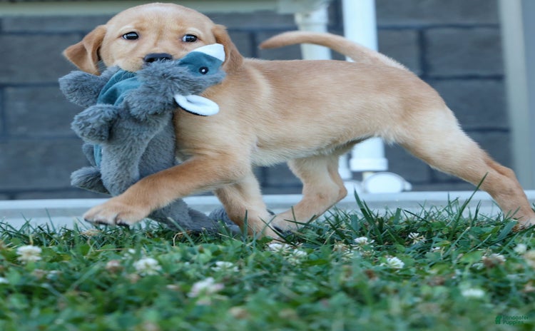 Labrador Retriever dogs for sale - Ad 2