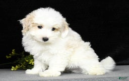 Maltipoo dogs for sale: Polly - Image 13