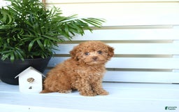 Bichpoo dogs for sale: Julian - Image 6