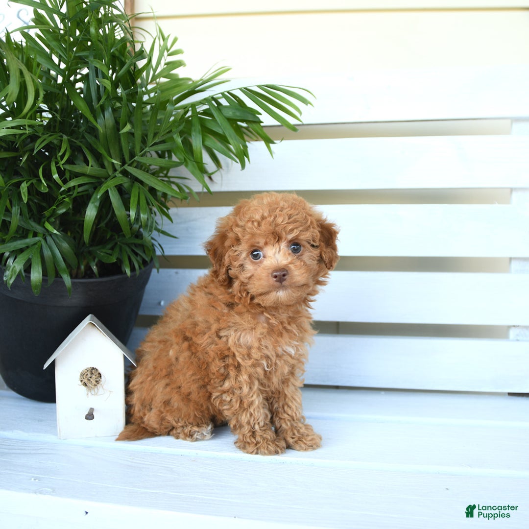 Bichpoo dogs for sale: Julian - Image 6