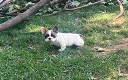 French Bulldog dogs for sale: Mr Biggs - Image 4